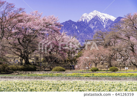 （山梨縣）地藏寺的櫻花 64126359