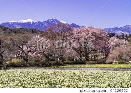 （山梨縣）地藏寺的櫻花 64126362