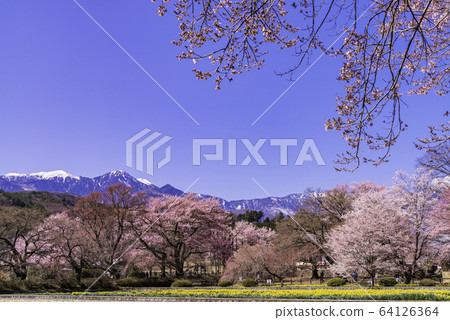 (Yamanashi Prefecture) Cherry blossoms at Jisoji Temple in full bloom (Yamanashi Prefecture) Cherry blossoms at Jisoji Temple in full bloom 64126364