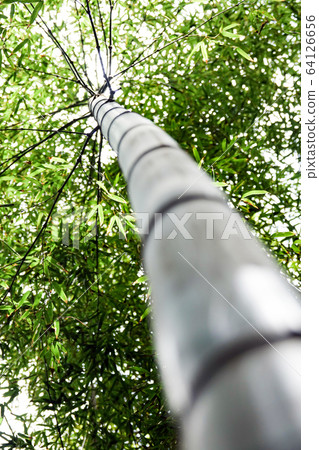 Korea's lush bamboo forest Korea's lush bamboo forest 64126656