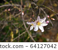 Flowers of almond 64127042