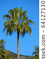 High Palm tree 64127130