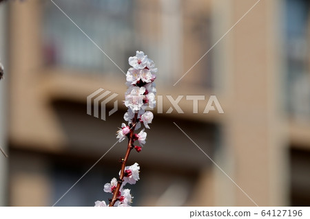 Tree Flower: Almond Flower: Embankment 64127196
