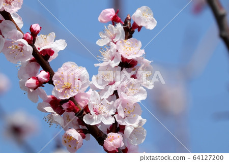 樹花:杏仁花:路堤 樹花:杏仁花:路堤 64127200