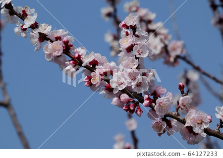 樹花:杏仁花:路堤 樹花:杏仁花:路堤 64127233
