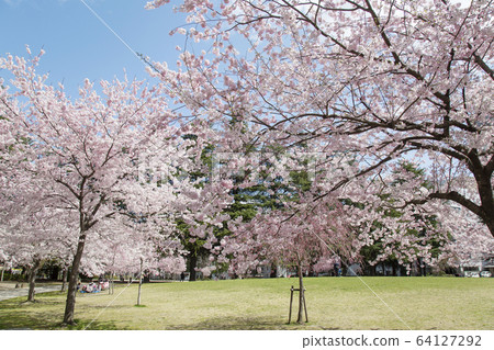 仙台市錦町公園櫻花 仙台市錦町公園櫻花 64127292