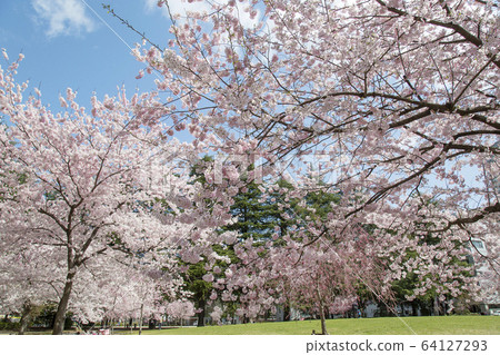 仙台市錦町公園櫻花 仙台市錦町公園櫻花 64127293