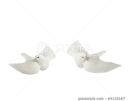 White dove in flight on a white White dove in flight on a white 64128167