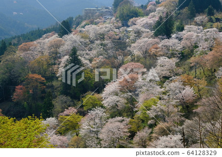 吉野山下的一千棵櫻桃樹(奈良吉野郡吉野町) 吉野山下的一千棵櫻桃樹(奈良吉野郡吉野町) 64128329