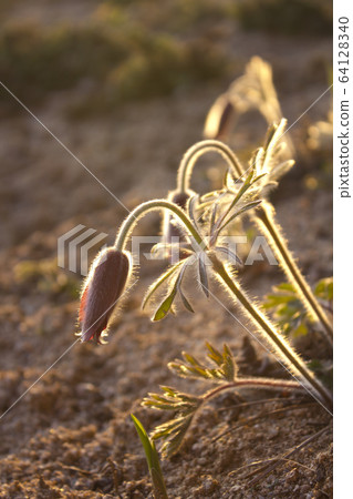 pasqueflower 64128340