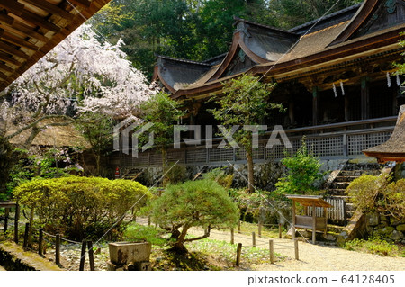 吉野水分神社(奈良吉野郡吉野町)的櫻花垂枝 吉野水分神社(奈良吉野郡吉野町)的櫻花垂枝 64128405
