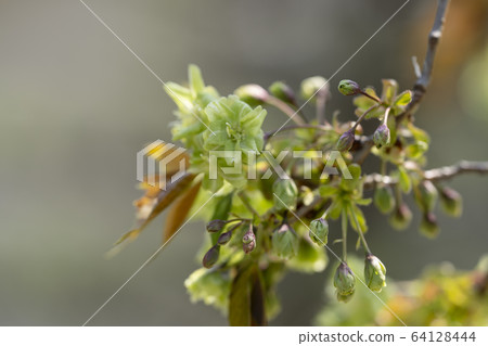 杏子櫻 杏子櫻 64128444