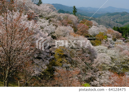 吉野山（奈良吉野郡吉野町）上的1000棵櫻桃樹 64128475