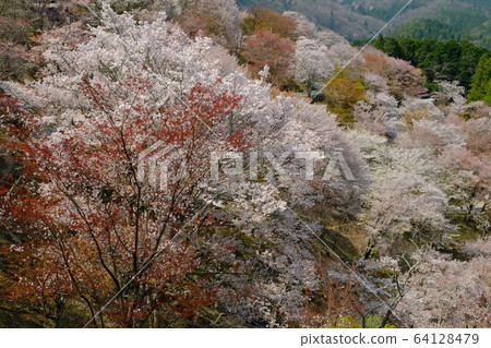 吉野山（奈良吉野郡吉野町）上的1000棵櫻桃樹 64128479