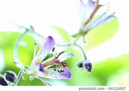 扇貝秋花山野花 扇貝秋花山野花 64128487