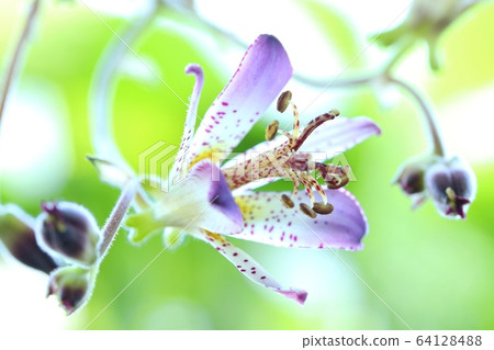 扇貝秋花山野花 扇貝秋花山野花 64128488