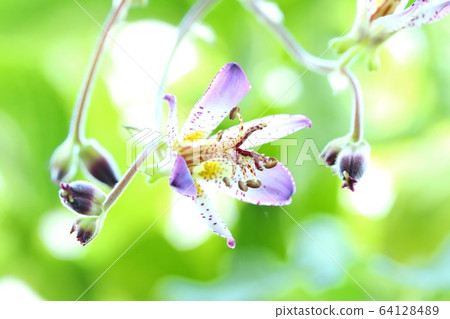 扇貝秋花山野花 扇貝秋花山野花 64128489