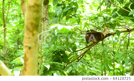 Philippine glasses 64128725