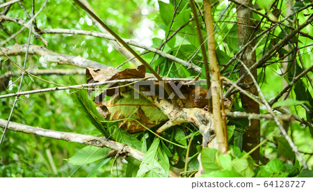 Philippine glasses 64128727