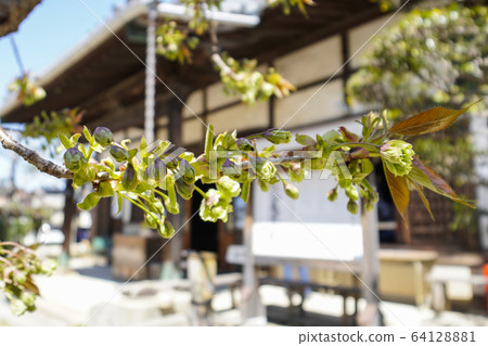 守寺的岡崎杏子櫻(綠色櫻花) 守寺的岡崎杏子櫻(綠色櫻花) 64128881