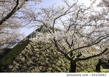 舞鶴公園，櫻花盛開，福岡城跡 64128963