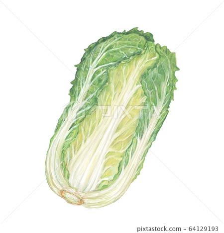 大白菜 大白菜 64129193