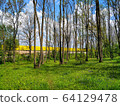Green forest glade on the background of tall trees and blue cloudy sky 64129478