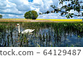 Lonely white swan among the reeds on a pond in the wild nature 64129487