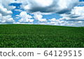 Beautiful green wheat field landscape against a blue cloudy sky 64129515