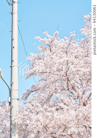 Cherry Blossom Cherry Blossom 64130061