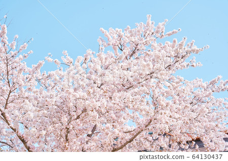 Cherry blossoms and sky 64130437