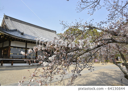 [京都府]世界遺產寧那寺的春天 64130844