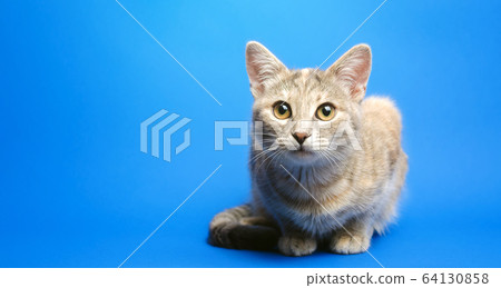 Gray tabby cat on a blue background is looking at the camera. Animal portrait. Pet. Place for text. Copy space Gray tabby cat on a blue background is looking at the camera. Animal portrait. Pet. Place for text. Copy space 64130858