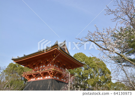 [京都府]世界遺產寧那寺的春天 64130973