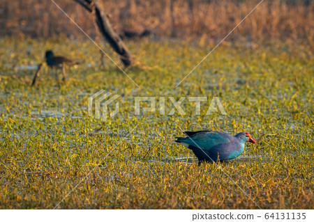 Western swamphen or Purple Moorhen or Porphyrio porphyrio in green grass background at keoladeo national park or bharatpur bird sanctuary, rajasthan, india 64131135