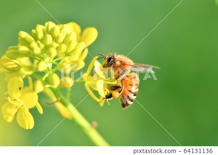 Bees and Rape Blossoms Bees and Rape Blossoms 64131136