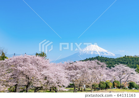 靜岡縣富士市岩本山公園的櫻花和富士山 64131163