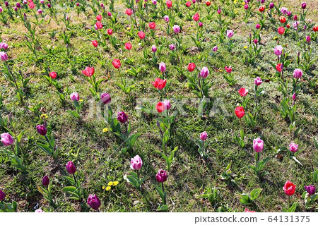 Tulip 64131375