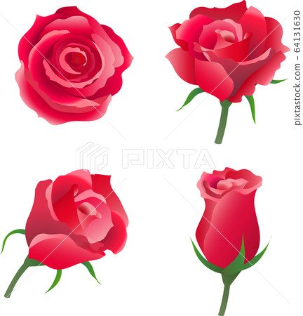 玫瑰 頂部 側面 7分鐘 綻放 芽 玫瑰 花 植物 矢量 插圖 插圖素材 圖庫