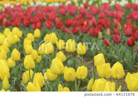 鬱金香@ Santepark田原富山紅@ Yellow Komachi 64131876