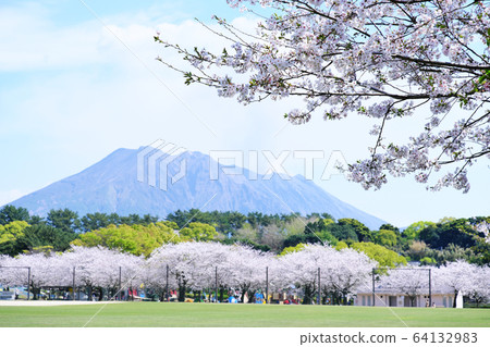 Spring cherry blossoms in Yoshino Park in full bloom Spring cherry blossoms in Yoshino Park in full bloom 64132983