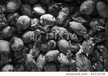 Pile of rotting potatoes waste 64133746