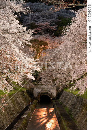 Cherry blossoms at night in a beautiful waterway 64134036