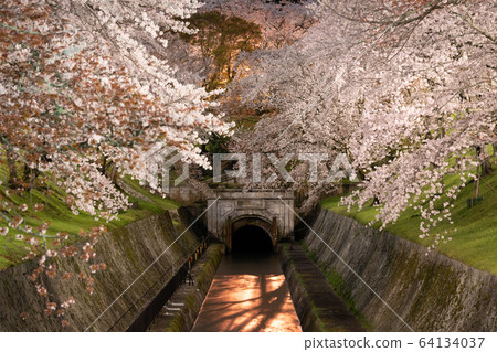 Cherry blossoms at night in a beautiful waterway 64134037