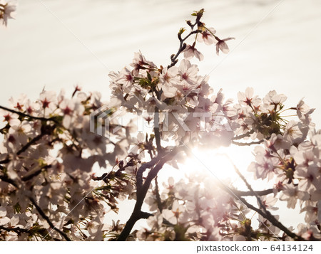 Evening cherry tree Evening cherry tree 64134124