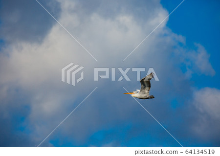 Amazing pelican flying with big span of wings 64134519