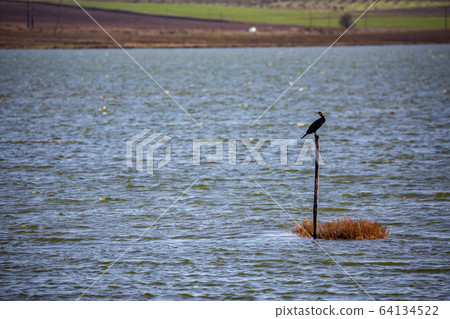 Cormorant resting on wooden pole 64134522