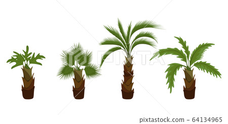 Palm trees flat Palm trees flat 64134965