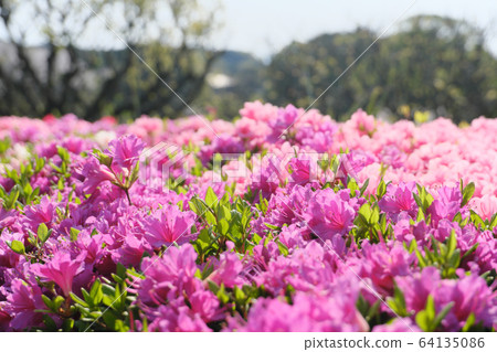 Beautiful azalea flowers illuminated by sunlight 64135086