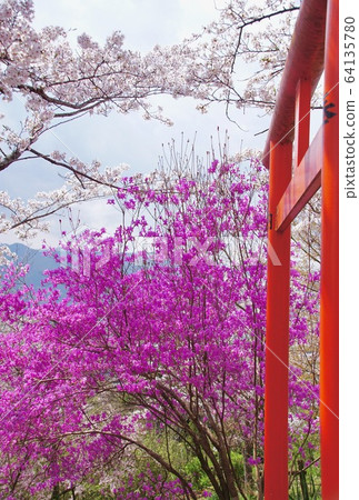 Azalea Marutaka Inari Shrine, Hashimoto City, Wakayama Prefecture 64135780